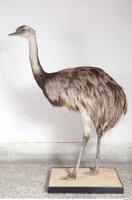 Emus body photo reference 0001